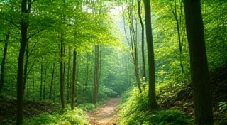 Best Hiking Trails in the Smoky Mountains for Beginners